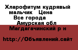 Хларофитум кудрявый мальчик › Цена ­ 30 - Все города  »    . Амурская обл.,Магдагачинский р-н